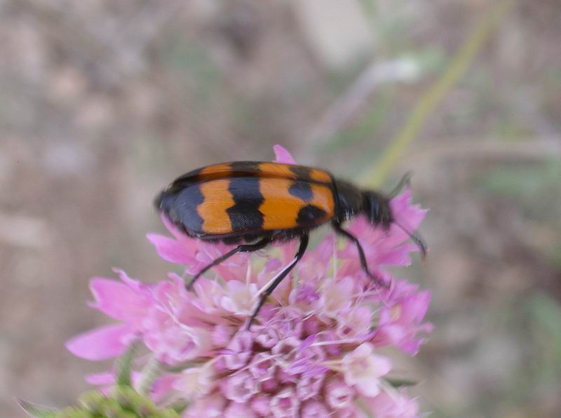 Mylabris sp.